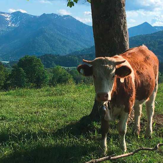 Oberland Bioweiderind