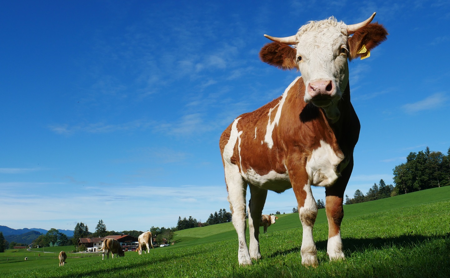 Weide – Klima – Ernährung – Die Öko-Modellregion Miesbacher Oberland lädt zur Infoveranstaltung ein