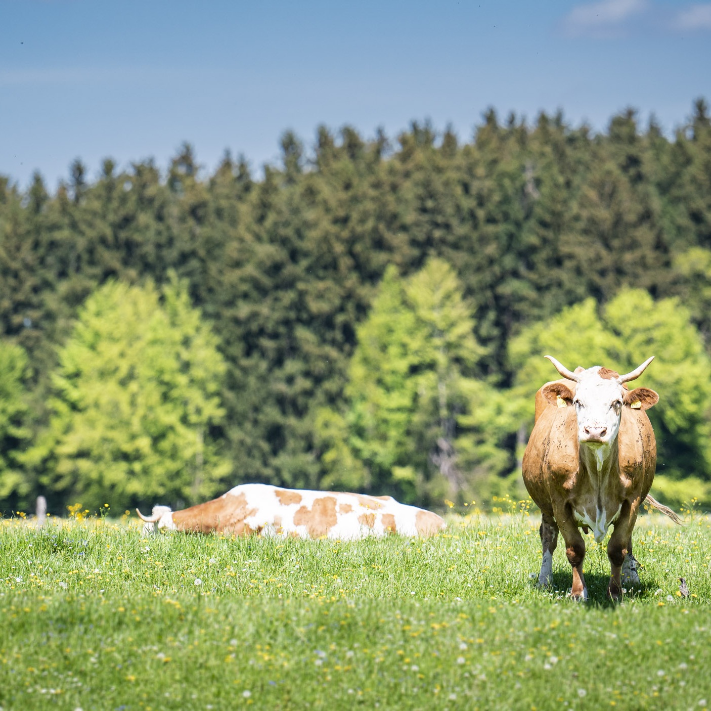 Regionale Wertschöpfung